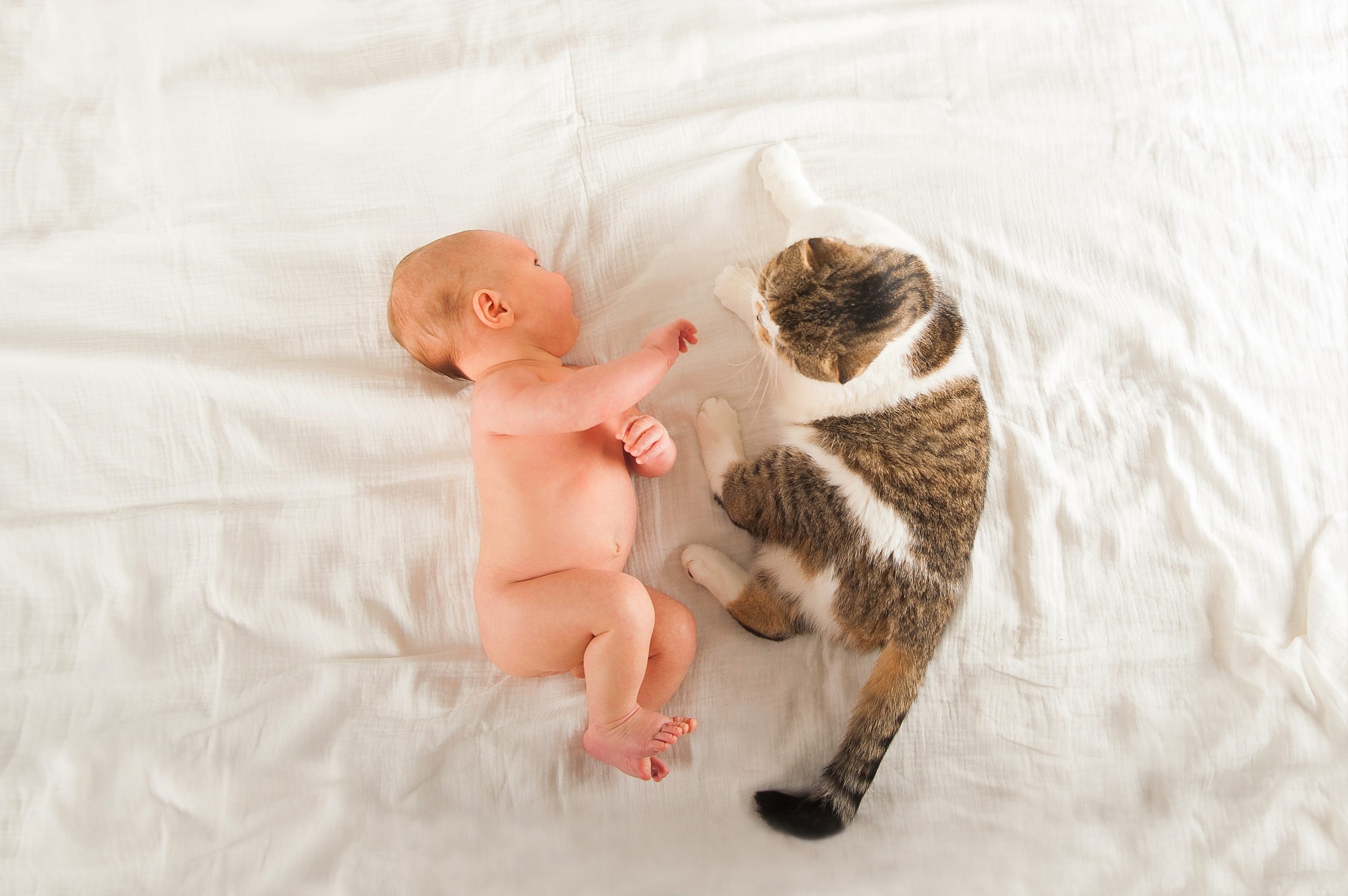 introdurre neonato ad un gatto cosa fare